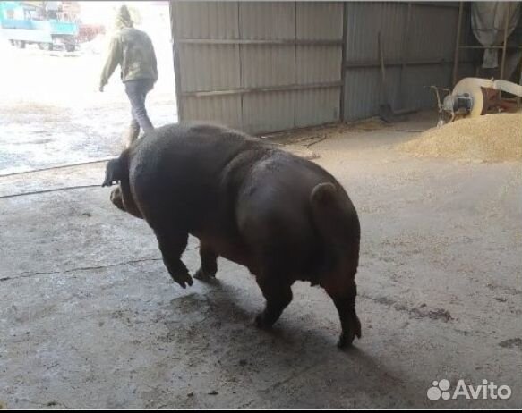 Поросята Дюрок Ландрас.Подрощенные.На племя, мясо