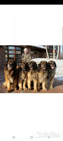 Носки с собачьей шерстью