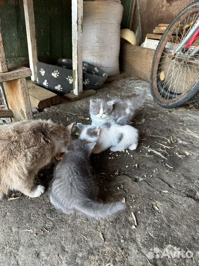 Отдам котят в добрые руки