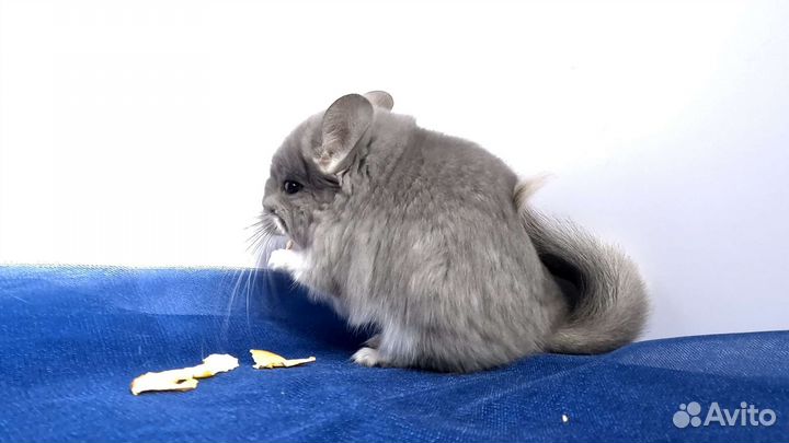 Фиолетовая ангора самец шиншилла