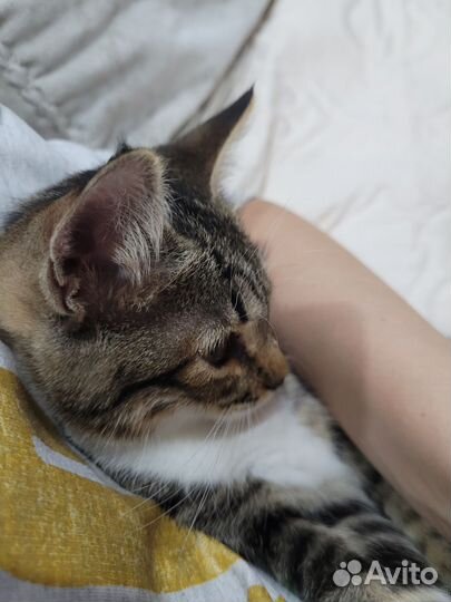 Кошка в дар