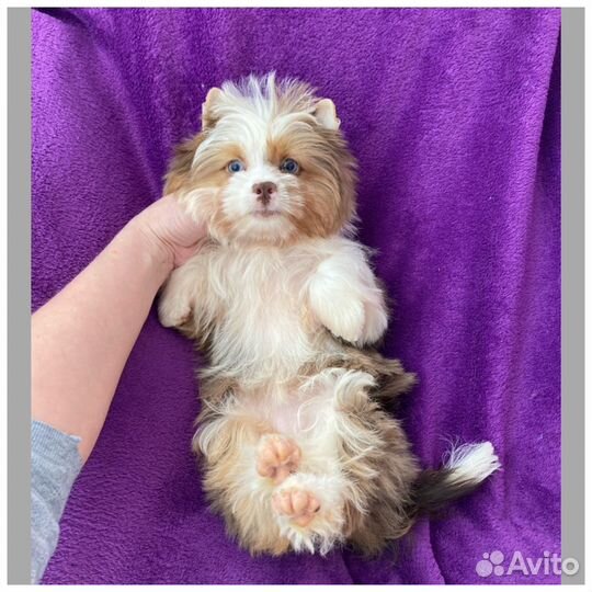 Мерле йорк голубоглазая леди