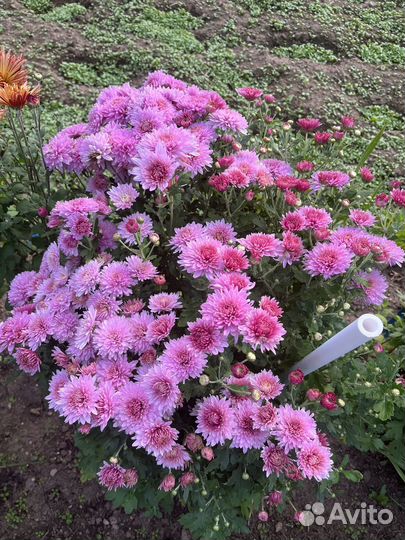 Хризантема