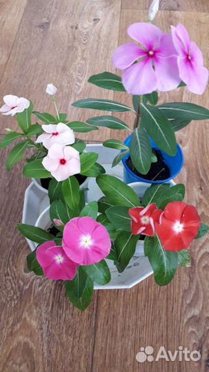 Катарантус