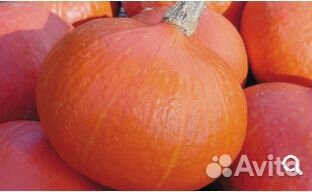 Семена Тыквы 