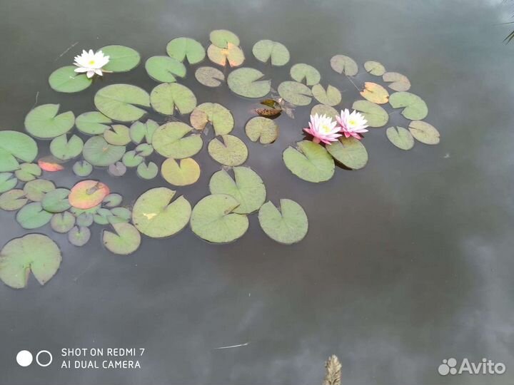 Декаротивный карась, Лилии