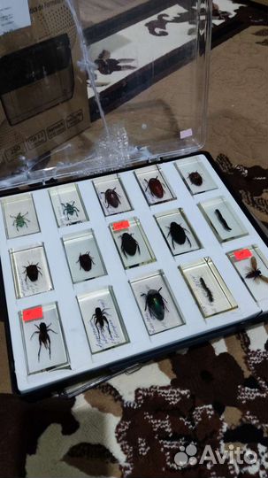 Насекомые в эпоксидной смоле деагостини