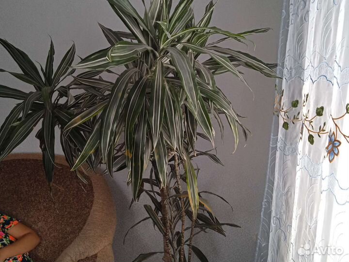 Пальма драцена