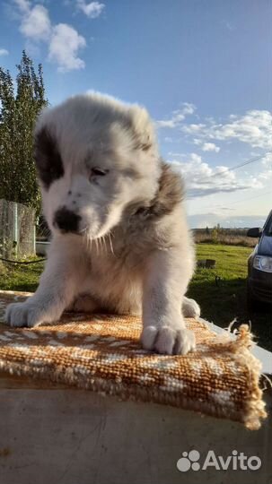 Среднеазиатская овчарка