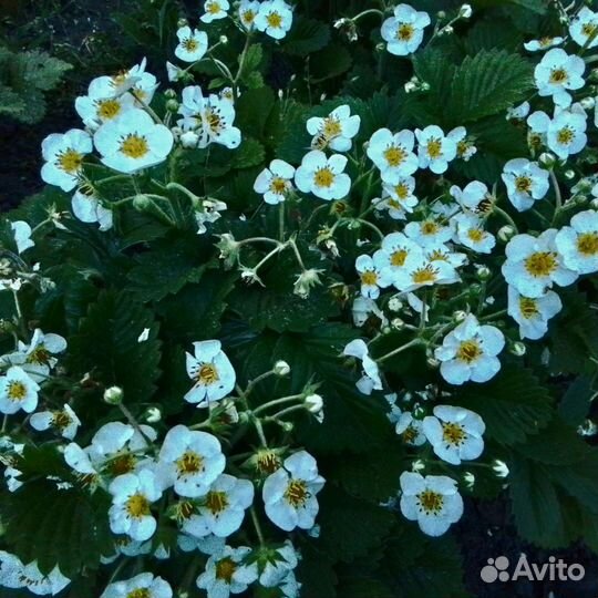 Мед натуральный