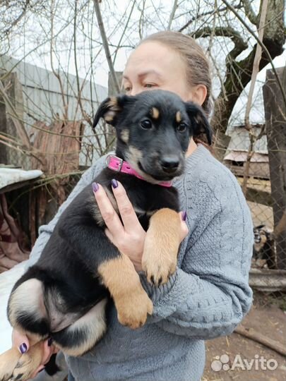 Щенок в добрые руки бесплатно