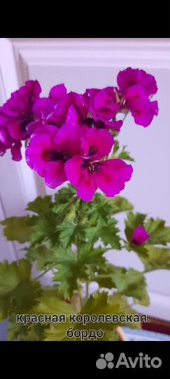 Комнатные цветы