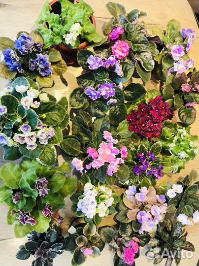 Фиалка листики (черенки)