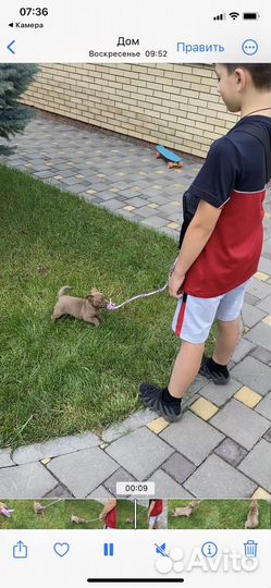 Щенок 2 мес (девочка)