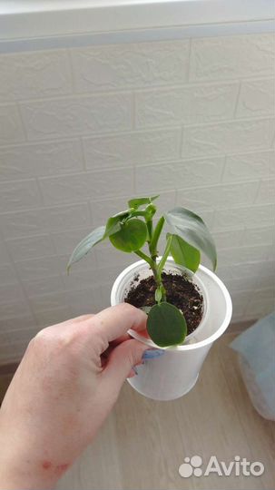 Комнатные растения, цветы