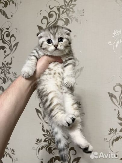 Шотландские вислоухие котята