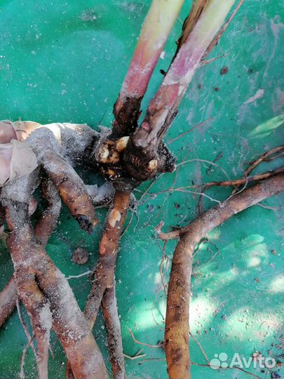 Пион Сара Бернар