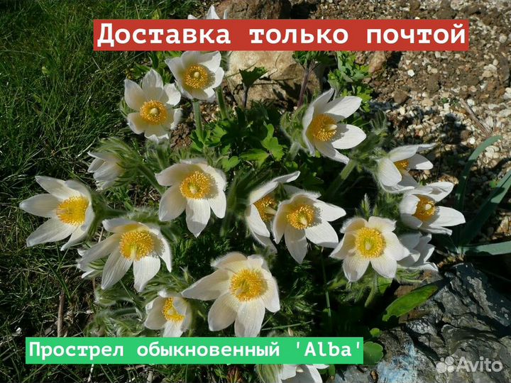Прострел обыкновенный Alba