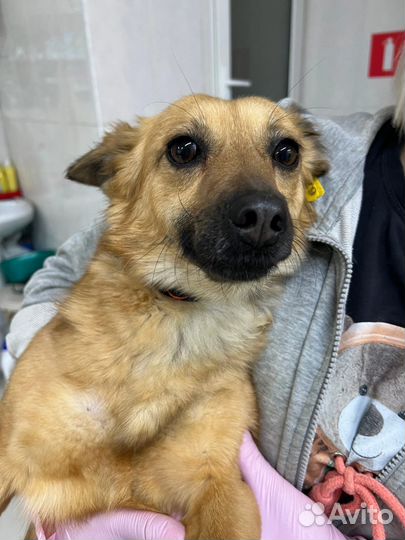 Собака в добрые руки