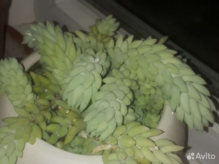 Суккулент эффектный Очиток Моргана