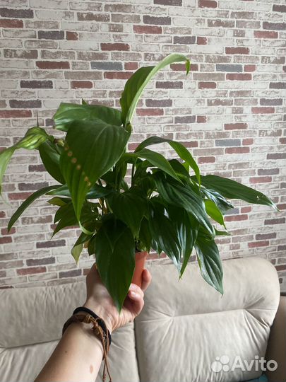 Цветок спатифиллум женское счастье