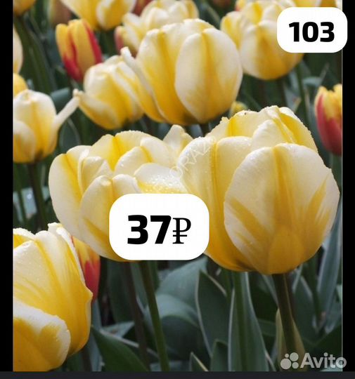 Луковицы тюльпанов сортовых