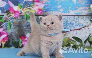 Британская