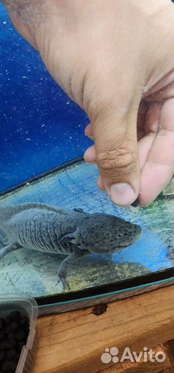 Аксолотль с аквариумом и тумбой