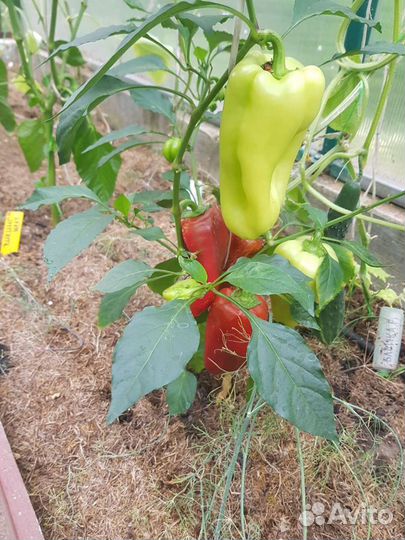 Семена овощей