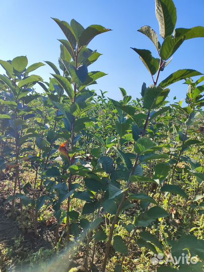 Саженцы вишни оптом производитель