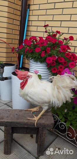 Петухи молодые Кучинские Юбилейные