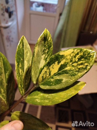 Замиакулькас вариегатный