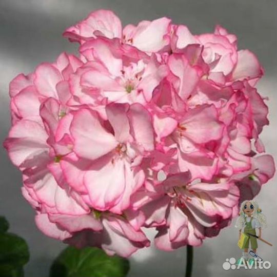 Пеларгония сортовая розебудная, звездчатая