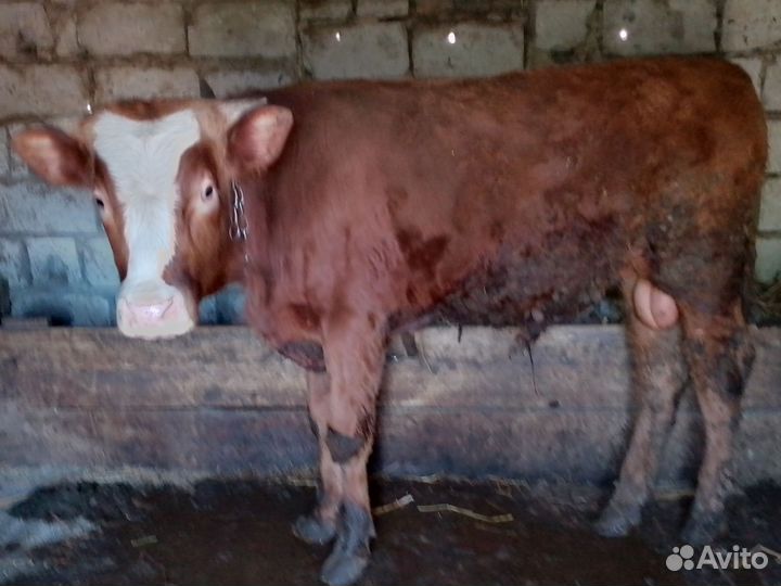 Корова и бык