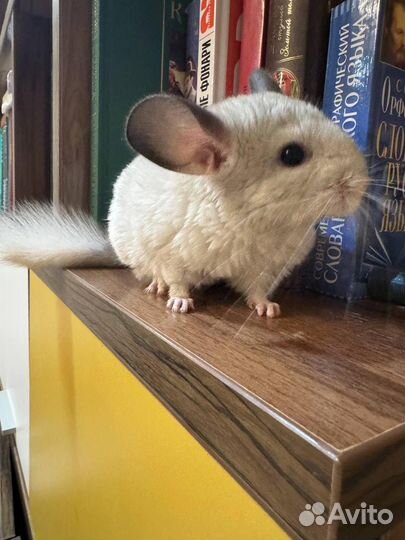 Продаётся шиншиллёнок