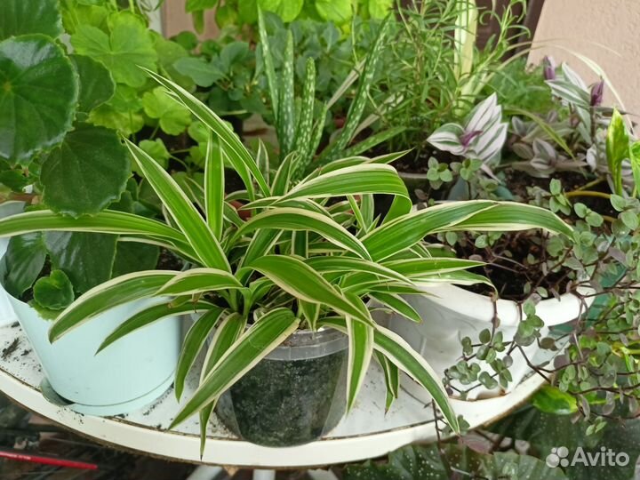 Хлорофитум