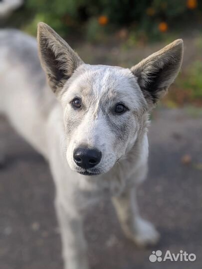 Щенок девочка