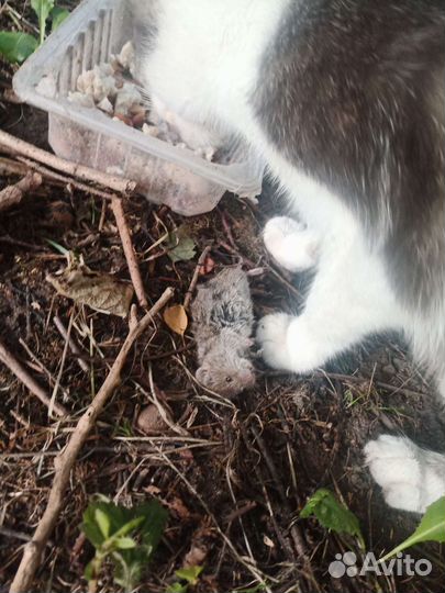 Кошка Алиса