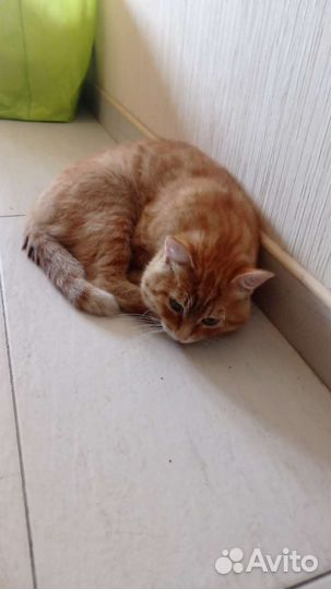 Рыжий кот