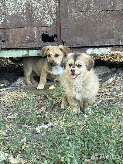 Собачки лапочки в добрые руки