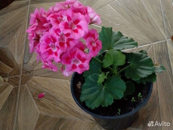 Оксалис, сингониум, традескпнция и др