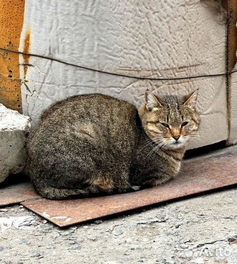 Молодая кошка погибает на улице