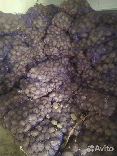 Продам картофель на переработку