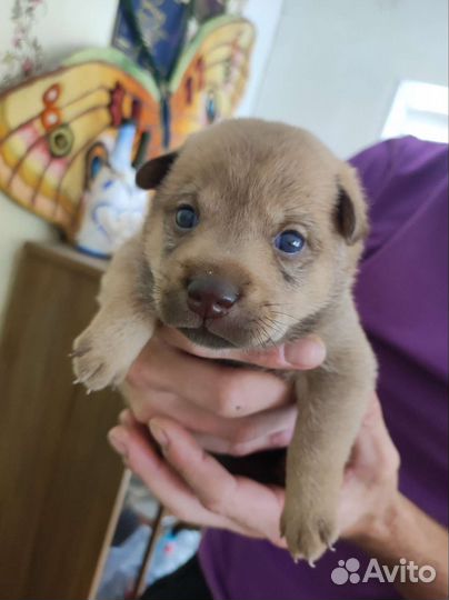 Собаки бесплатно в добрые руки щенки
