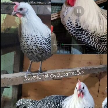 Инкубационное яйцо породных Кур