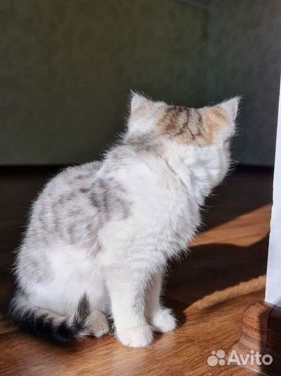 Котёнок 1.5 месяца