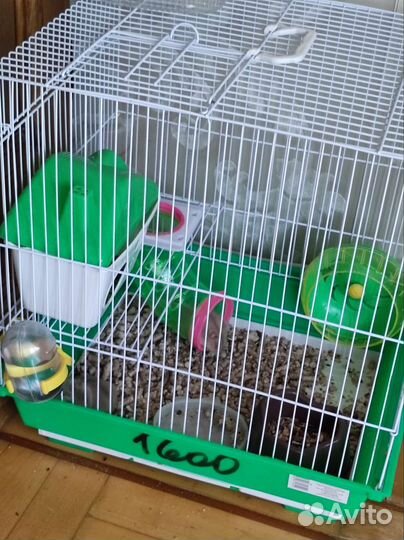 Хомяки вместе с клеткой
