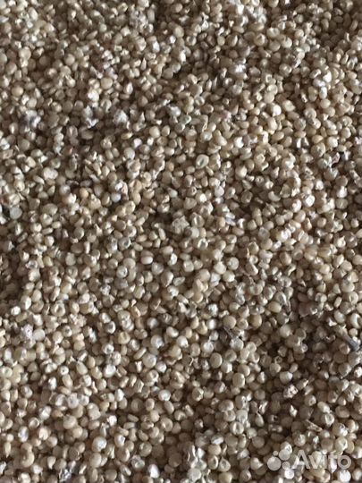 Белая кукуруза