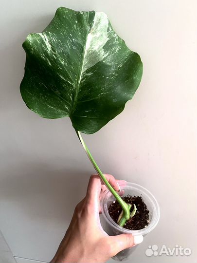 Монстера Альба