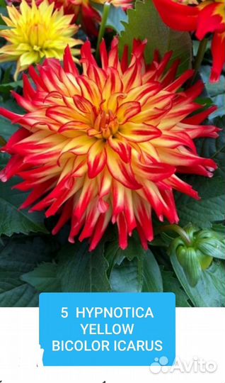 Георгин вегетативный